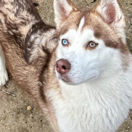 Nikita - Femmina  - 1 Anno (Nata Ad Ottobre 2024)  - Husky  - Taglia: Media  - Carattere: Dolce, Coccolona E Buona